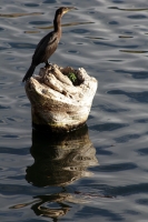 Miércoles 18 de febrero del 2015. Una tarde en Osumacinta