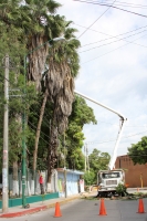 Viernes 18 de octubre del 2013. Tuxtla Gutiérrez. Trabajadores de CFE intentan sacar los árboles que consideran peligrosos para el cableado eléctrico de la ciudad.