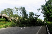 Árboles caídos y derrumbes presentes en varias carreteras del estado, en esta imagen un árbol bloquea la carretera en las cercanías de la ciudad de Pijijiapan en la costa chiapaneca