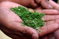Viernes 10 de octubre del 2014. San Cristóbal de las Casas. La Mixtura de tabaco silvestre y cal, según algonos escritores, es el ingrediente principal en la elaboración de este bocado de uso tradicional en algunas comunidades indígenas de Chiapas.