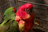 Viernes 6 de febrero del 2015. Tuxtla Gutiérrez. Traficantes maquillan aves. Los traficantes de animales exóticos maquillan y pintan el plumaje de aves para venderlas en el mercado negro internacional. Durante el decomiso de 17 loros y guacamayas las cual