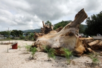 Jueves 11 de julio del 2013. Tuxtla Gutiérrez, Chiapas. Esta mañana fue sembrado un árbol de Ceiba en el lugar que su milenaria predecesora ubicara la entrada a la capital del estado de Chiapas. La Pochota envenenada y sacrificada durante la administració