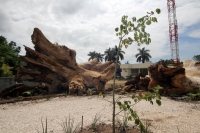 Jueves 11 de julio del 2013. Tuxtla Gutiérrez, Chiapas. Esta mañana fue sembrado un árbol de Ceiba en el lugar que su milenaria predecesora ubicara la entrada a la capital del estado de Chiapas. La Pochota envenenada y sacrificada durante la administració