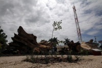 Jueves 11 de julio del 2013. Tuxtla Gutiérrez, Chiapas. Esta mañana fue sembrado un árbol de Ceiba en el lugar que su milenaria predecesora ubicara la entrada a la capital del estado de Chiapas. La Pochota envenenada y sacrificada durante la administració