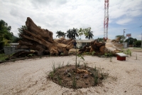 Jueves 11 de julio del 2013. Tuxtla Gutiérrez, Chiapas. Esta mañana fue sembrado un árbol de Ceiba en el lugar que su milenaria predecesora ubicara la entrada a la capital del estado de Chiapas. La Pochota envenenada y sacrificada durante la administració Jueves 11 de julio del 2013. Tuxtla Gutiérrez, Chiapas. Esta mañana fue sembrado un árbol de Ceiba en el lugar que su milenaria predecesora ubicara la entrada a la capital del estado de Chiapas. La Pochota envenenada y sacrificada durante la administració