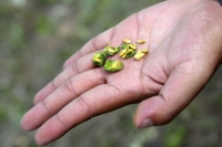 Julio del 2014. Villaflores. El Portillo es la comunidad ubicada en la frailesca que es precursora de la reforestación y reproducción de los árboles del Ahuehuete o Sabino.