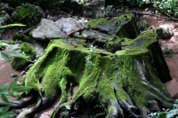 Julio del 2014. Villaflores. El Portillo es la comunidad ubicada en la frailesca que es precursora de la reforestación y reproducción de los árboles del Ahuehuete o Sabino.