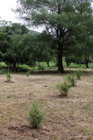 Julio del 2014. Villaflores. El Portillo es la comunidad ubicada en la frailesca que es precursora de la reforestación y reproducción de los árboles del Ahuehuete o Sabino. Julio del 2014. Villaflores. El Portillo es la comunidad ubicada en la frailesca que es precursora de la reforestación y reproducción de los árboles del Ahuehuete o Sabino.