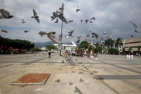 Jueves 17 de noviembre del 2016. Tuxtla Gutiérrez. Las palomas de la Plaza Central nos regalan postales en el centro de la ciudad