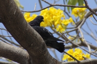 Lunes 2 de marzo del 2015. Tuxtla Gutiérrez. La primavera viste de amarillo la ciudad.