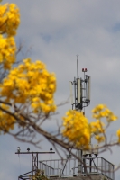 Lunes 2 de marzo del 2015. Tuxtla Gutiérrez. La primavera viste de amarillo la ciudad.