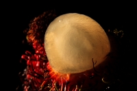 Lunes 16 de noviembre del 2015. Tuxtla Gutiérrez. Nephelium lappaceum. El Rambután, es un fruto de origen asiático reproducido para su consumo en Centroamérica y en el sureste de México es conocido como Mamón Chino o Lichas.