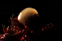 Lunes 16 de noviembre del 2015. Tuxtla Gutiérrez. Nephelium lappaceum. El Rambután, es un fruto de origen asiático reproducido para su consumo en Centroamérica y en el sureste de México es conocido como Mamón Chino o Lichas.