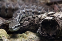 Miércoles 27 de abril. Los reptiles y lagartos son de los especímenes que más ejemplares son vistos en las salas de exposición en el ZOOMAT