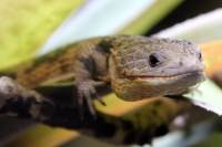 Miércoles 27 de abril. Los reptiles y lagartos son de los especímenes que más ejemplares son vistos en las salas de exposición en el ZOOMAT