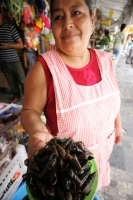 Comidas Tradicionales. El Shutie es un caracol de río que se distingue por su concha negra, se recolecta en los ríos de aguas claras y es considerado uno de los platillos más populares de las comunidades chiapanecas. Este caracol es cocinado en un caldo q