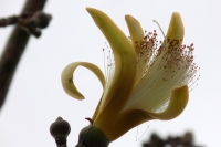 20230212. Tuxtla. La flor del sospÃ³ blanco.