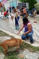 Foto/Ery Acuña. Domingo 30 de agosto del 2014. Chiapa de Corzo, Un grupo de ciudadanos ayuda a los perros que fueron abandonados en condiciones miserables en esta ciudad.