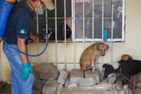 Foto/Ery Acuña. Domingo 30 de agosto del 2014. Chiapa de Corzo, Un grupo de ciudadanos ayuda a los perros que fueron abandonados en condiciones miserables en esta ciudad.