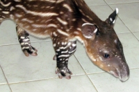 Viernes 4 de febrero.  Una cría de Tapir nacida el pasado 17 de enero se encuentra en el area de guardería del ZOOMAT en espera de que pase la cuarentena de su nacimiento para que pueda ser puesta en exhibición dentro de algunas semanas más.