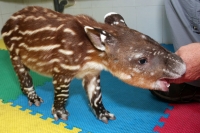 Viernes 4 de febrero.  Una cría de Tapir nacida el pasado 17 de enero se encuentra en el area de guardería del ZOOMAT en espera de que pase la cuarentena de su nacimiento para que pueda ser puesta en exhibición dentro de algunas semanas más.