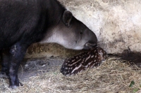 Jueves 5 de enero. Imágenes proporcionadas por los especialistas del Zoológico Miguel Álvarez del Toro donde se anuncia el nacimiento de una cría de Tapir y su próxima exhibición.
