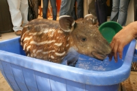Lunes 4 de abril. Una nueva cría de Tapir es presentada por los especialistas del ZOOMAT esta mañana.