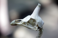 Martes 9 de diciembre del 2014. Tuxtla Gutiérrez. El departamento de Taxidermia del Zoomat, fundado en los años 40 por Don Miguel Álvarez del Toro en los años cuarenta continua enriqueciendo constantemente la colección presentada en el museo Cesar Domíngu