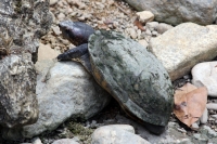 Martes 26 de abril. Pese a los esfuerzos de los especialistas del ZOOMAT la población de Anfibios es limitada a pocas especies dentro de la población en exhibición, destacándose la presencia de tortugas entre las demás ejemplares.