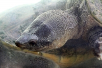 Martes 26 de abril. Pese a los esfuerzos de los especialistas del ZOOMAT la población de Anfibios es limitada a pocas especies dentro de la población en exhibición, destacándose la presencia de tortugas entre las demás ejemplares.