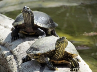 Viernes 4 de febrero. Aspecto de las tortugas exhibidas en el ZOOMAT