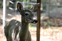 Martes 24 de mayo. Dentro de los terrenos de la comunidad Las Maravillas del Municipio de Coapilla se ubica la UMA para la reproducción de Venados de Cola Blanca donde se observan varios de estos animales viviendo y alimentándose dentro de los bosques del Martes 24 de mayo. Dentro de los terrenos de la comunidad Las Maravillas del Municipio de Coapilla se ubica la UMA para la reproducción de Venados de Cola Blanca donde se observan varios de estos animales viviendo y alimentándose dentro de los bosques del