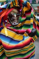 Enero del 2015. Suchiapa. La Viejada de San Sebastián. Los danzantes tradicionales de esta comunidad de la depresión central del estado de Chiapa, bailan en las calles haciendo sátira de personajes públicos, vestidos como mujeres