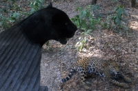 Lunes 4 de abril. El jaguar negro del ZOOMAT recibe en su encierro a una hembra la cual podría convertirse en la novia de Yoj.