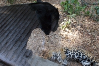 Lunes 4 de abril. El jaguar negro del ZOOMAT recibe en su encierro a una hembra la cual podría convertirse en la novia de Yoj.
