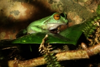 Jueves 3 de octubre del 2013. Tuxtla Gutiérrez. Los Hábitats de las especies representadas en el Zoomat intentan asemejarse lo más posible a los entornos naturales de Chiapas.