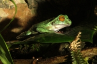 Jueves 3 de octubre del 2013. Tuxtla Gutiérrez. Los Hábitats de las especies representadas en el Zoomat intentan asemejarse lo más posible a los entornos naturales de Chiapas.