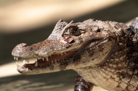 Lunes 21 de julio del 2014. Tuxtla Gutiérrez. La variedad de animales endémicos se encuentran en exhibición en áreas naturales similares a su entorno en las instalaciones del Zoológico Miguel Álvarez del Toro