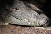 Lunes 21 de julio del 2014. Tuxtla Gutiérrez. La variedad de animales endémicos se encuentran en exhibición en áreas naturales similares a su entorno en las instalaciones del Zoológico Miguel Álvarez del Toro