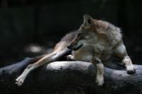 Lunes 21 de julio del 2014. Tuxtla Gutiérrez. La variedad de animales endémicos se encuentran en exhibición en áreas naturales similares a su entorno en las instalaciones del Zoológico Miguel Álvarez del Toro