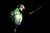 Lunes 21 de julio del 2014. Tuxtla Gutiérrez. La variedad de animales endémicos se encuentran en exhibición en áreas naturales similares a su entorno en las instalaciones del Zoológico Miguel Álvarez del Toro