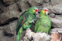 Jueves 7 de mayo del 2015. Tuxtla Gutiérrez. El brote de influenza aviar H7 dentro de las instalaciones del Zoológico Miguel Álvarez del Toro ha provocado la preocupación de los encargados de la salud de las aves resguardadas por lo que se aprovechara el 