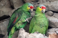 Jueves 7 de mayo del 2015. Tuxtla Gutiérrez. El brote de influenza aviar H7 dentro de las instalaciones del Zoológico Miguel Álvarez del Toro ha provocado la preocupación de los encargados de la salud de las aves resguardadas por lo que se aprovechara el Jueves 7 de mayo del 2015. Tuxtla Gutiérrez. El brote de influenza aviar H7 dentro de las instalaciones del Zoológico Miguel Álvarez del Toro ha provocado la preocupación de los encargados de la salud de las aves resguardadas por lo que se aprovechara el