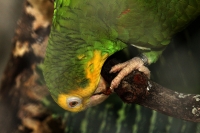 Jueves 7 de mayo del 2015. Tuxtla Gutiérrez. El brote de influenza aviar H7 dentro de las instalaciones del Zoológico Miguel Álvarez del Toro ha provocado la preocupación de los encargados de la salud de las aves resguardadas por lo que se aprovechara el 