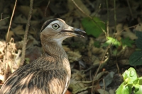 Jueves 7 de mayo del 2015. Tuxtla Gutiérrez. El brote de influenza aviar H7 dentro de las instalaciones del Zoológico Miguel Álvarez del Toro ha provocado la preocupación de los encargados de la salud de las aves resguardadas por lo que se aprovechara el 