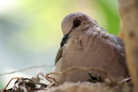 Jueves 7 de mayo del 2015. Tuxtla Gutiérrez. El brote de influenza aviar H7 dentro de las instalaciones del Zoológico Miguel Álvarez del Toro ha provocado la preocupación de los encargados de la salud de las aves resguardadas por lo que se aprovechara el 