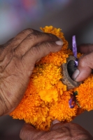 Martes 25 de octubre del 2016. Tuxtla Gutiérrez. Flor de cempasúchil o musajoyo. La ermita del Cerrito es adornada con flores de cempasúchil o musajoyo, ofrenda que es arreglada delicadamente por los maestros tradicionales de la comunida zoque