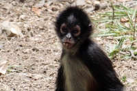 Miércoles 27 de abril. Los Monos Araña del ZOOMAT se encuentran en una de las areas de exhibición de esta reserva ecológica y son de los ejemplares que son más visitados por quienes asisten a este lugar.