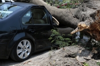2026.0512. Tuxtla. Un árbol de framboyán cae en las jardineras de la Unidad Administrativa causando destrozos en varios vehículos.