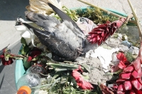 mueren las palomas del parque
